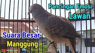 Suara Masteran Perkutut Lokal Gacor Untuk Pancingan Dijamin Cepat Bunyi Gacor perkututlokal