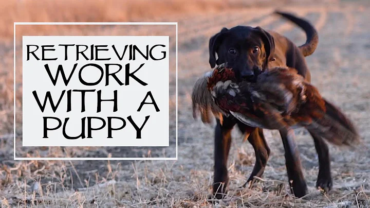 Labrador Retriever Teach Puppy To Retrieve