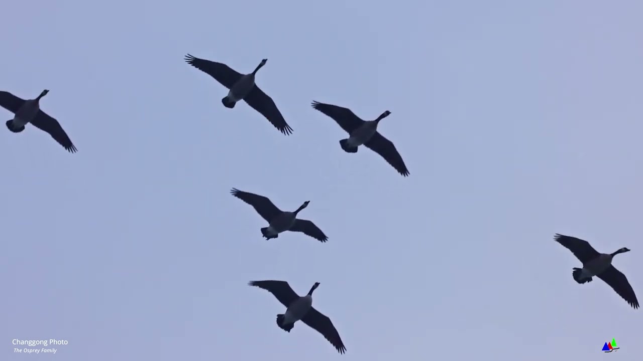 🦅🦢🦌 Winter Wildlife Spectacle: Feathers and Hoofs Brave the Frozen River 