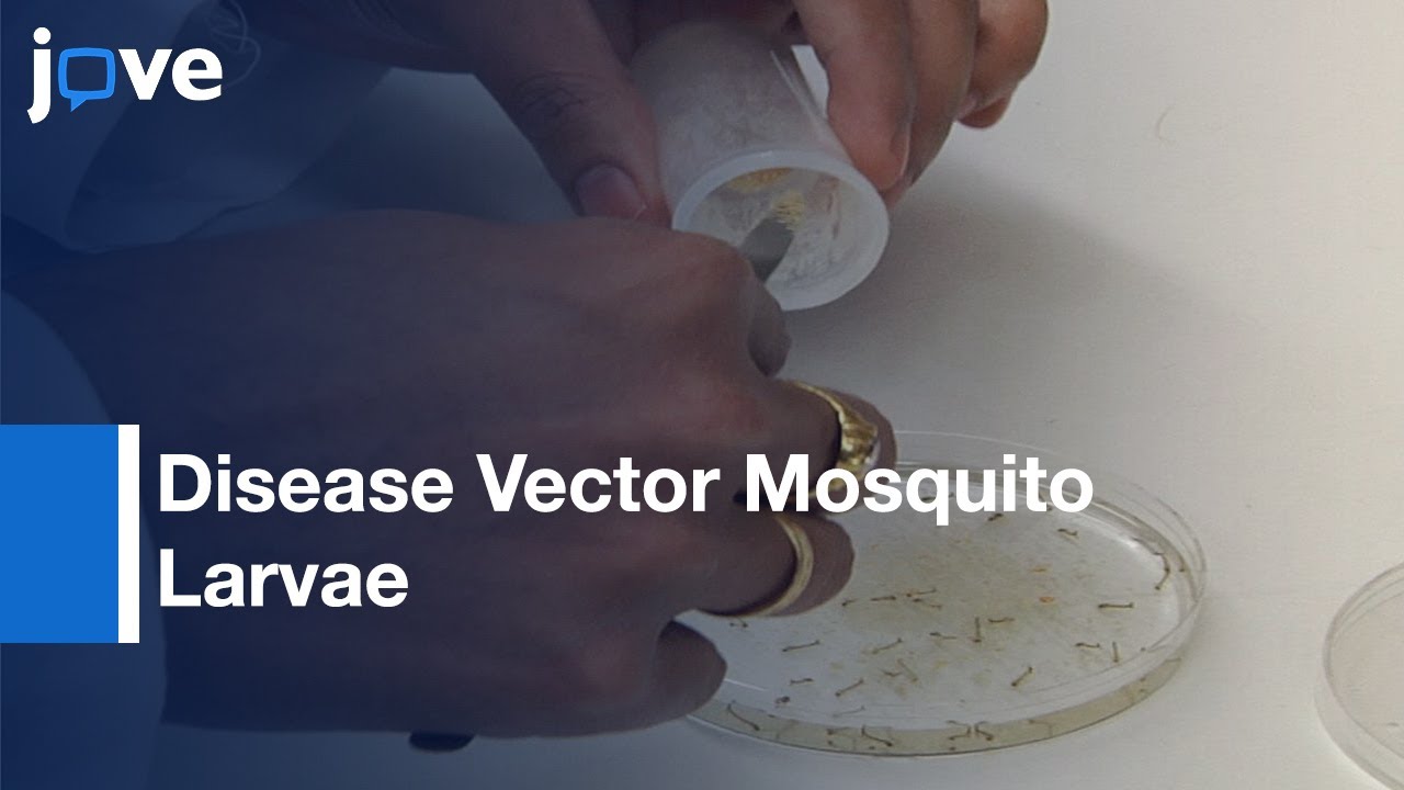 Chitosan/Interfering RNA Nanoparticle Mediated Gene Silencing l Protocol Preview