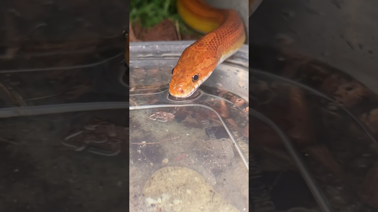 Sneaky corn snake steals some water 💦