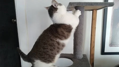 Video 2897681: munchkincat munchkins, cute little munchkin cat, cat munchkincat fetch, cute munchkin cat playing