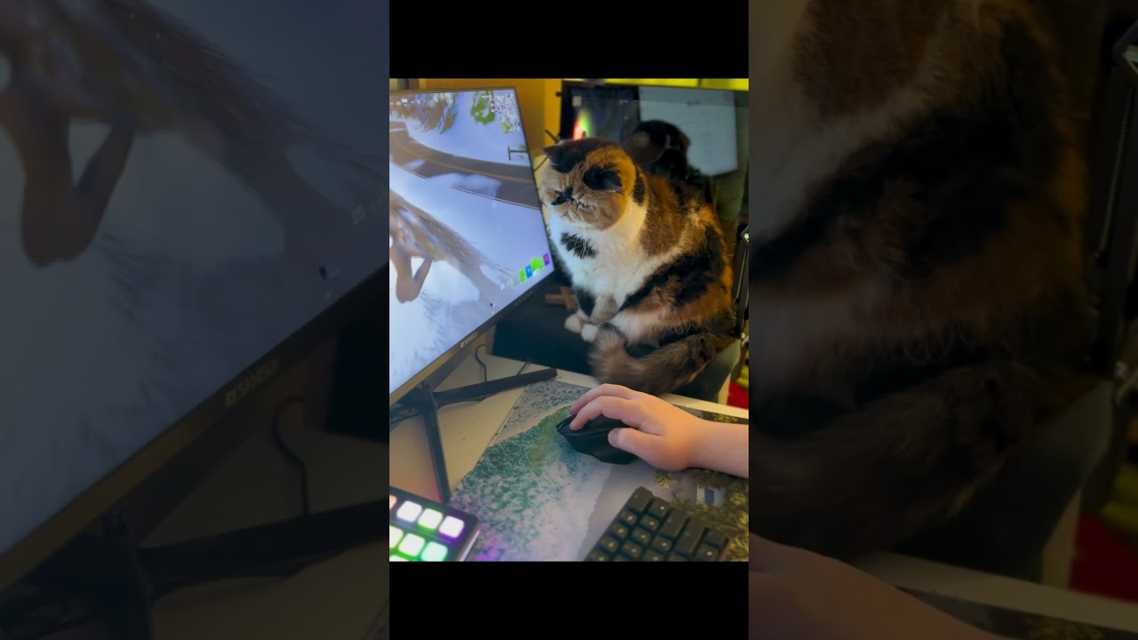 My Cat Likes Watching Me play Fortnite 🤣 