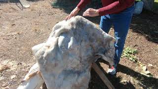 Step 1 Fleshing a Bull Elk Hide