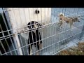 Harsova, Romania angry dogs - september 2021