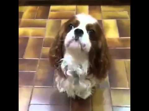camera iphone 8 plus apk Damn Spaniel - Vine