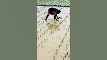 Rice Transplanting with Skip Row #shorts