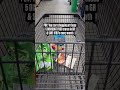 🤑 5 DISCOUNT FOOD stores in Grand Rapids that YOU need to start shopping at!