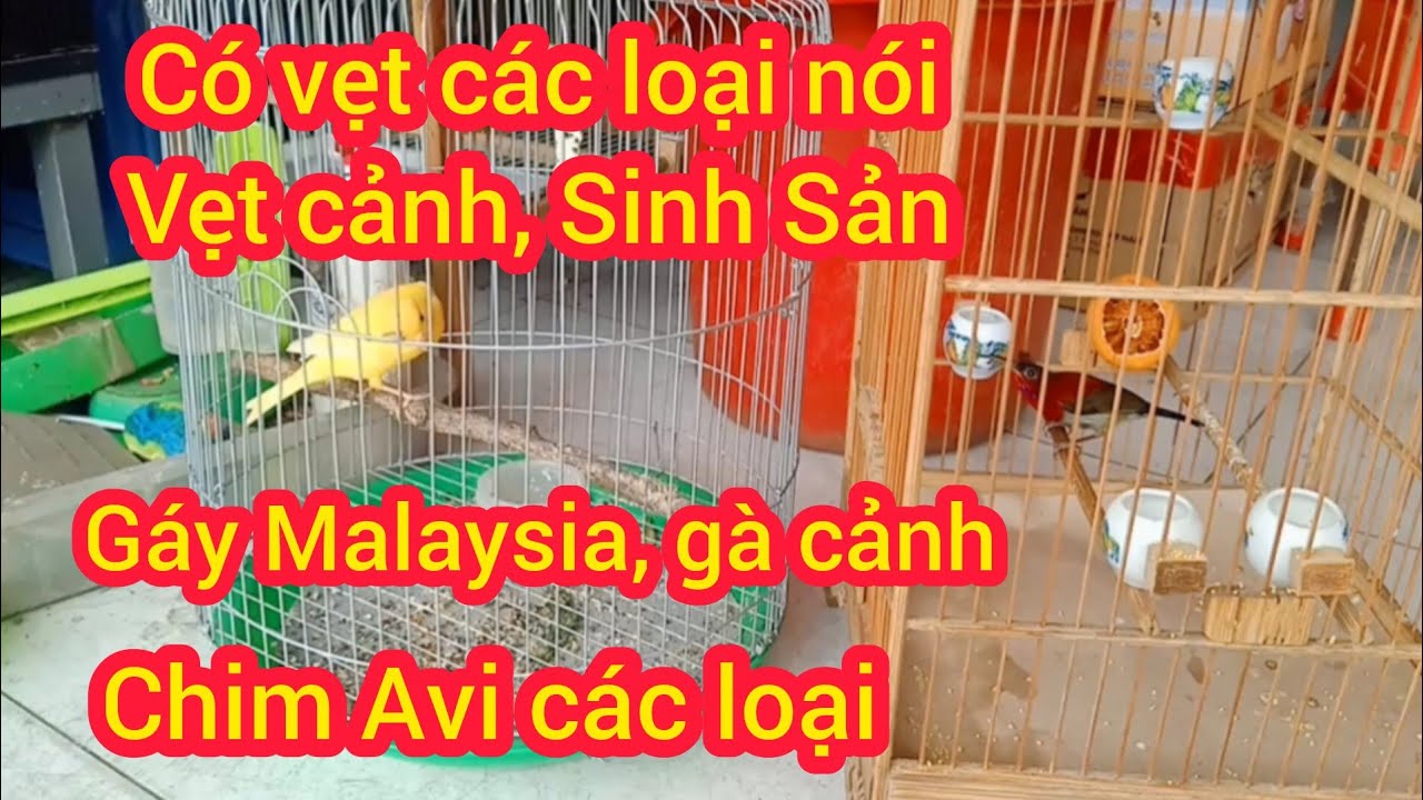 02/03/2026 Nay em về vẹt cocktiel, gáy malai, gà cảnh, chim mi khướu,, hút mật thuộc, chim màu Avi