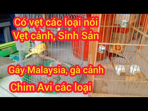 02/03/2026 Nay em về vẹt cocktiel, gáy malai, gà cảnh, chim mi khướu,, hút mật thuộc, chim màu Avi