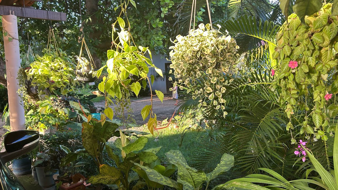 TOUR PELAS PLANTAS 🪴 TRANSFORMEI MINHA GARAGEM NUM PARAÍSO DAS PLANTAS E MUITA BELEZA🌹🌺🥹🙏