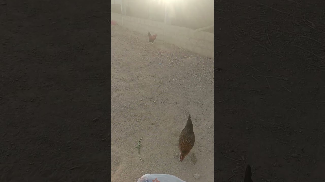 Abdullah farmhouse| Abdullah ki murghian |poultry farm mai murgian (hens)