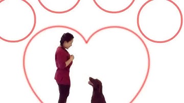How To Train Dogs Using Visual Cues and Body Language