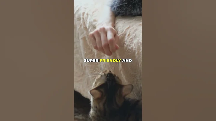 Video 8653771: bengal cat, leopard spotted, bengalcat, cat feline, domestic cats wild, exotic