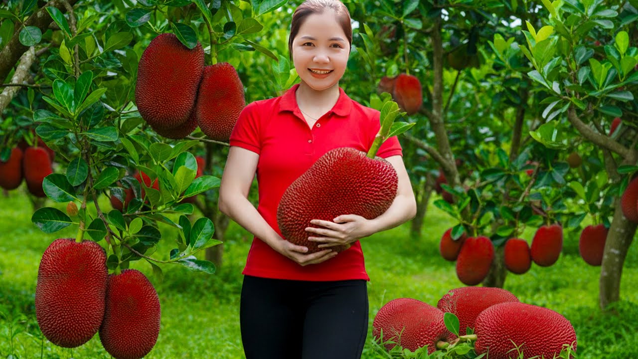 Harvesting 1000+ Giant Red Jackfruit Goes To Market Sell, Jackfruit buns Bun Recipe | Han Harvesting