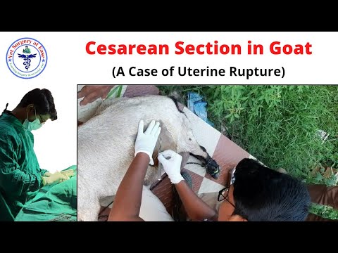 Cesarean Section Goat SA Surgery 02