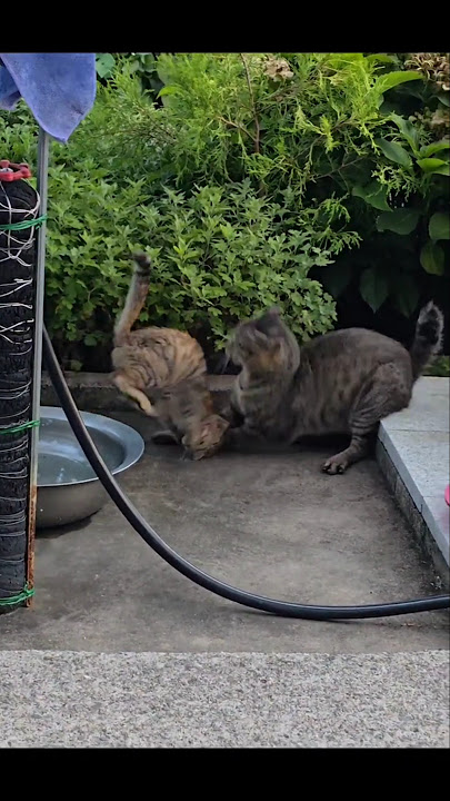 갑자기 나타난 새끼길냥이 @냥이는사랑이야S2  #고양이 #새끼고양이