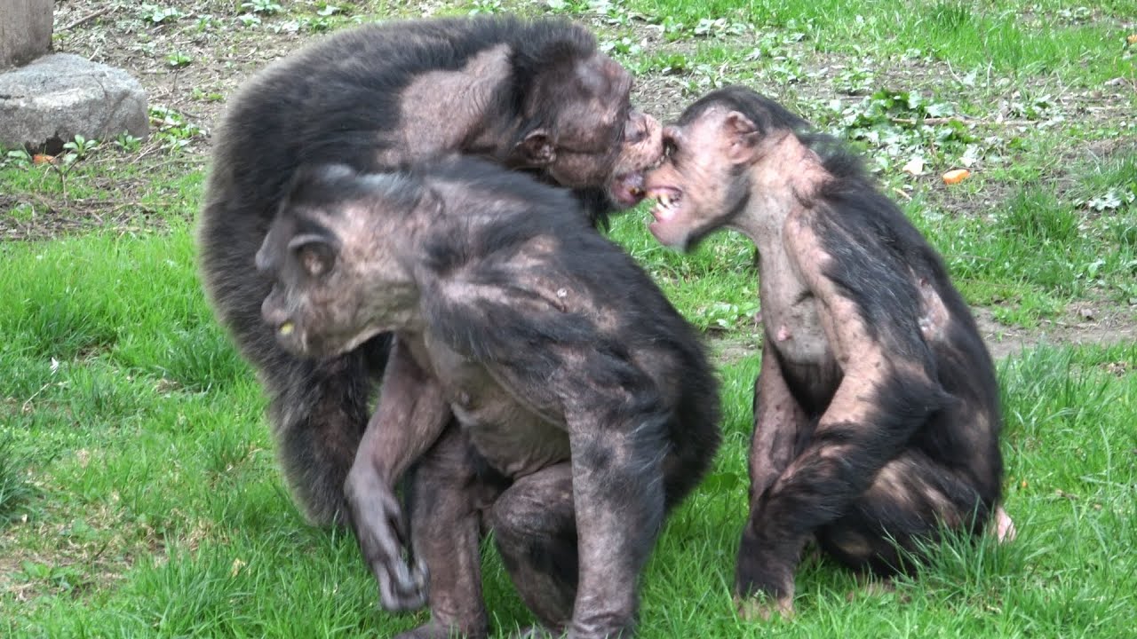 Wishing the lovely NINA happiness/Dear Chimpanzees at Asahiyama Zoo