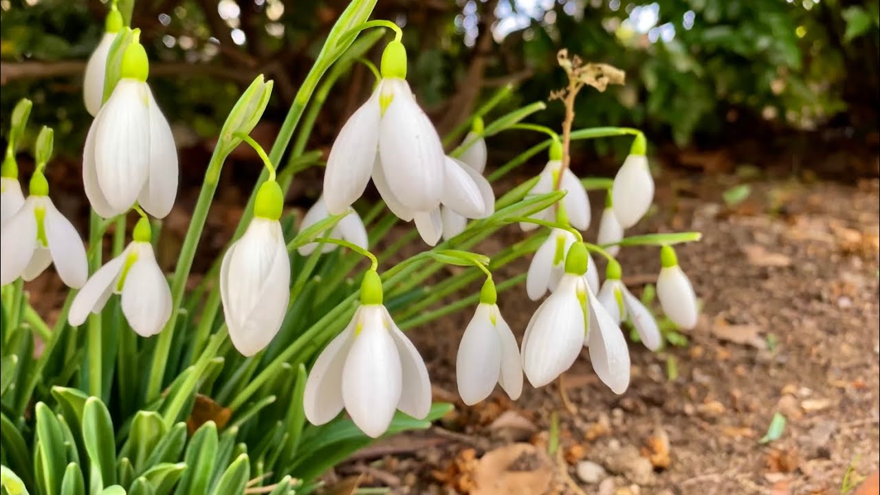 Крым. Жара в Ялте. Море. Пляж Дельфин. Подснежники. Ливадийский дворец и его окрестности.