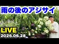 ■大雨の後【アジサイ】