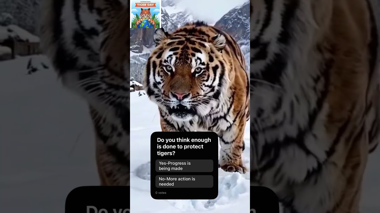 International Tiger Day 2025 Can We Save The Last 3 265 Tigers 