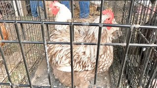 Rare Roosters at the Amish Animal Auction!!! (Sept Part 1)