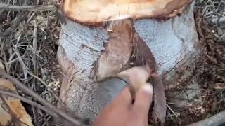 Kebun Sengon Baru Dipanen