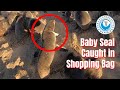 Baby Seal Caught in Plastic Shopping Bag