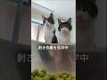 猫が愚痴をとばす…#猫のいる暮らし