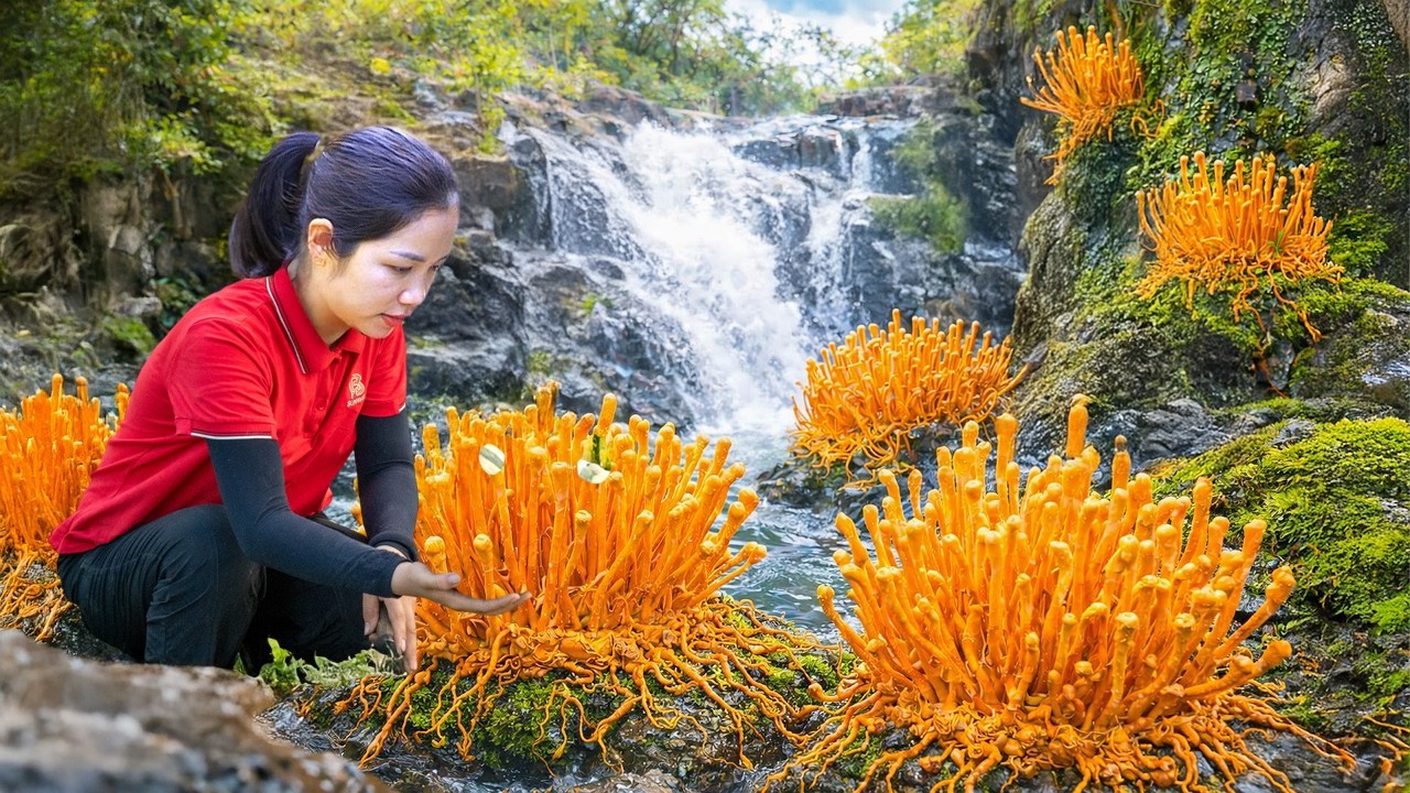 Harvesting Wild Lion’s Mane Mushroom Goes to Market Sell, Take care of daughter & farm work