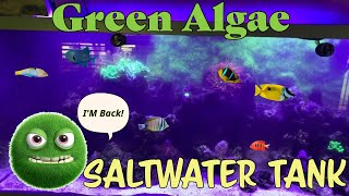 Green hair algae in saltwater tank by Aquarium Service Tech 1,764 views 2 months ago 10 minutes, 7 seconds