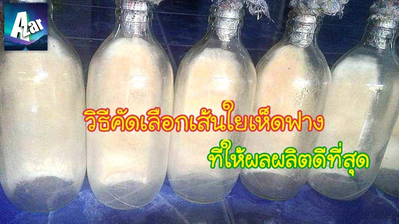 สอนทำเชื้อเห็ดฟางตอนที่4 การคัดเลือกเส้นใยเห็ดฟาง
