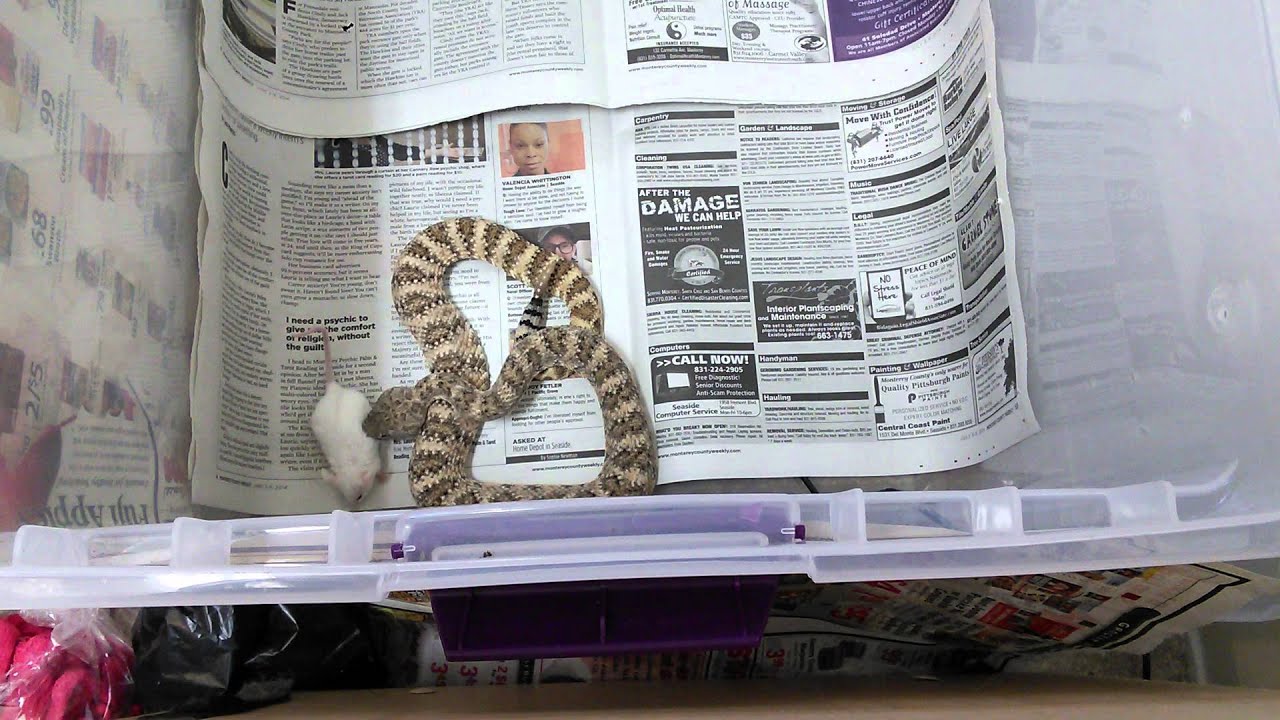 snakes.of.missouri Crotalus mitchellii pyrrhus Live feeding