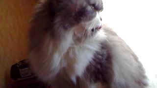 Персидский кот шиншилла Киев Persian chinchilla cat Персидский кот шиншилла Киев Persian chinchilla cat