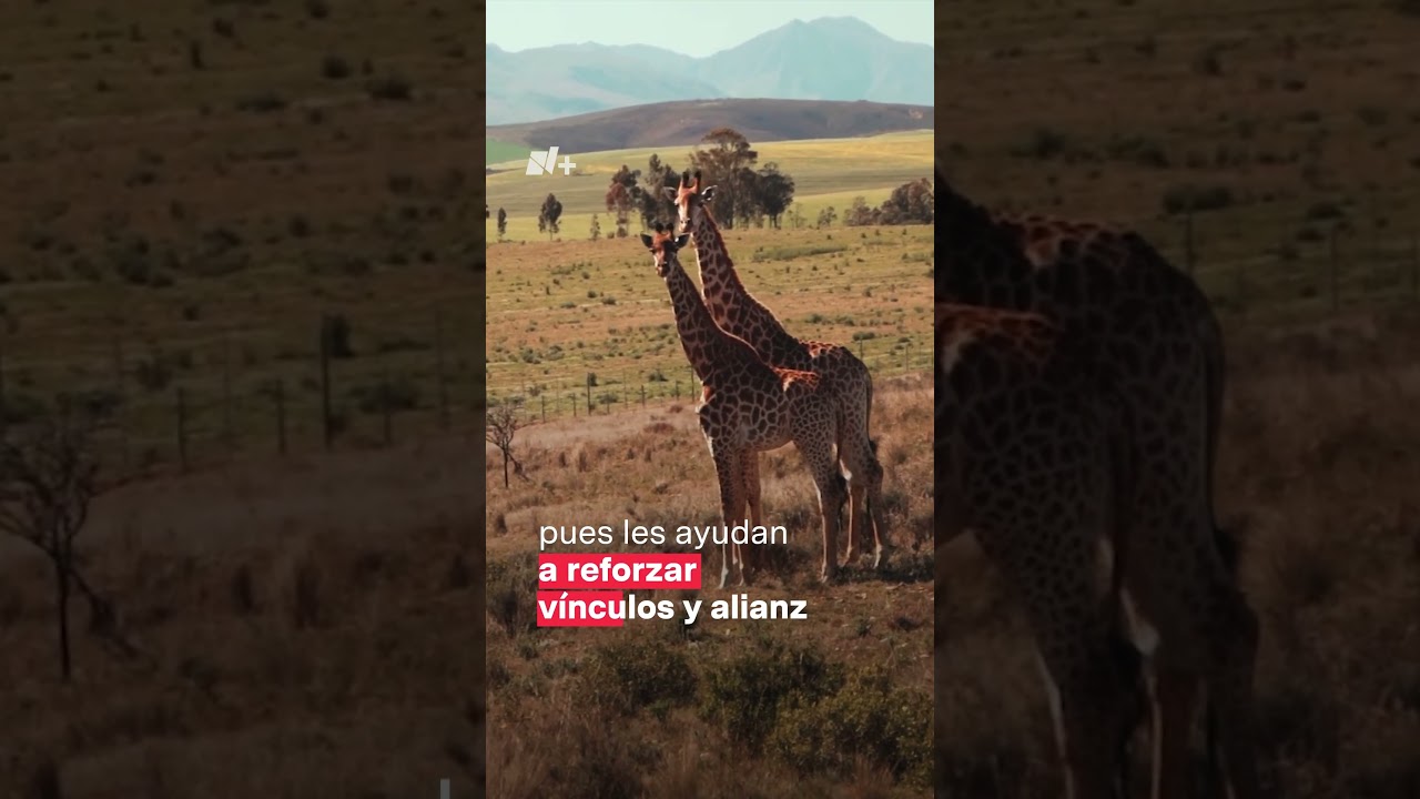 ¿Homosexualidad en animales? - N+ 