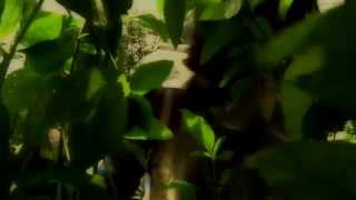 IPC 279 TEASER