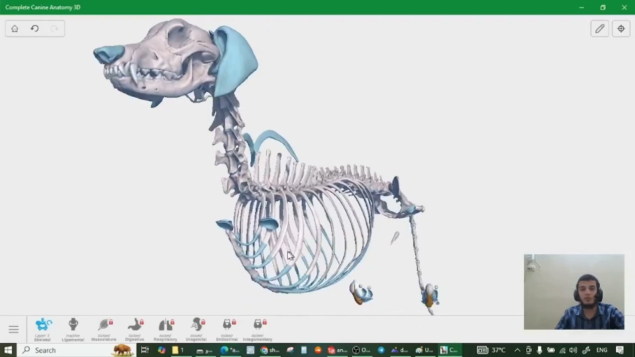 اول محاضره تشريح طب بيطري الفرقه الاولى locomotor system ، الجهاز الحركي دكتور علي صقر 