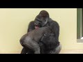 Shabani シャバーニ Gorilla families are close. ゴリラの家族は なかよし。キヨマサ、アニー、アイ、ネネ  Kiyomasa Nene Ai Annie - #18