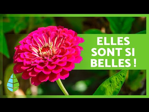 Vidéo: Plantes bulbeuses d'intérieur : photos et noms