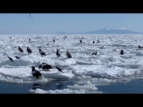 Iconic Eagle Spotting at Rausu in Shiretoko National Park, Hokkaido