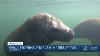 Cold temperatures put manatees at risk