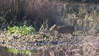 Maple Lodge Nature Reserve Rickmansworth Hertfordshire