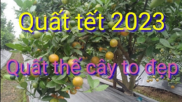 QUẤt tếT 2023 quất thế cây to, liên hệ nhà vườn để biết giá quất tết 2023 tại vườn