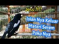Materi Isian Nya Bisa Bikin Ciut Kacer Tetangga Pancingan Favorit Kacer Mania Mp3 - Mp4 Download