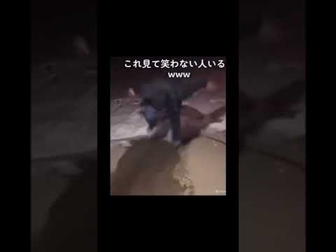 TikTokで絶対に笑う動画見つけたw