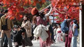 京都・天龍寺　紅葉見頃