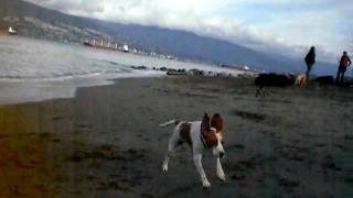 Maisie At The Beach, Spanish Banks Vancouver