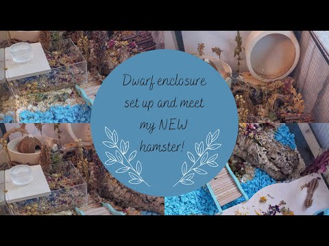 Dwarf Enclosure Set Up|| NEW HAMSTER?!