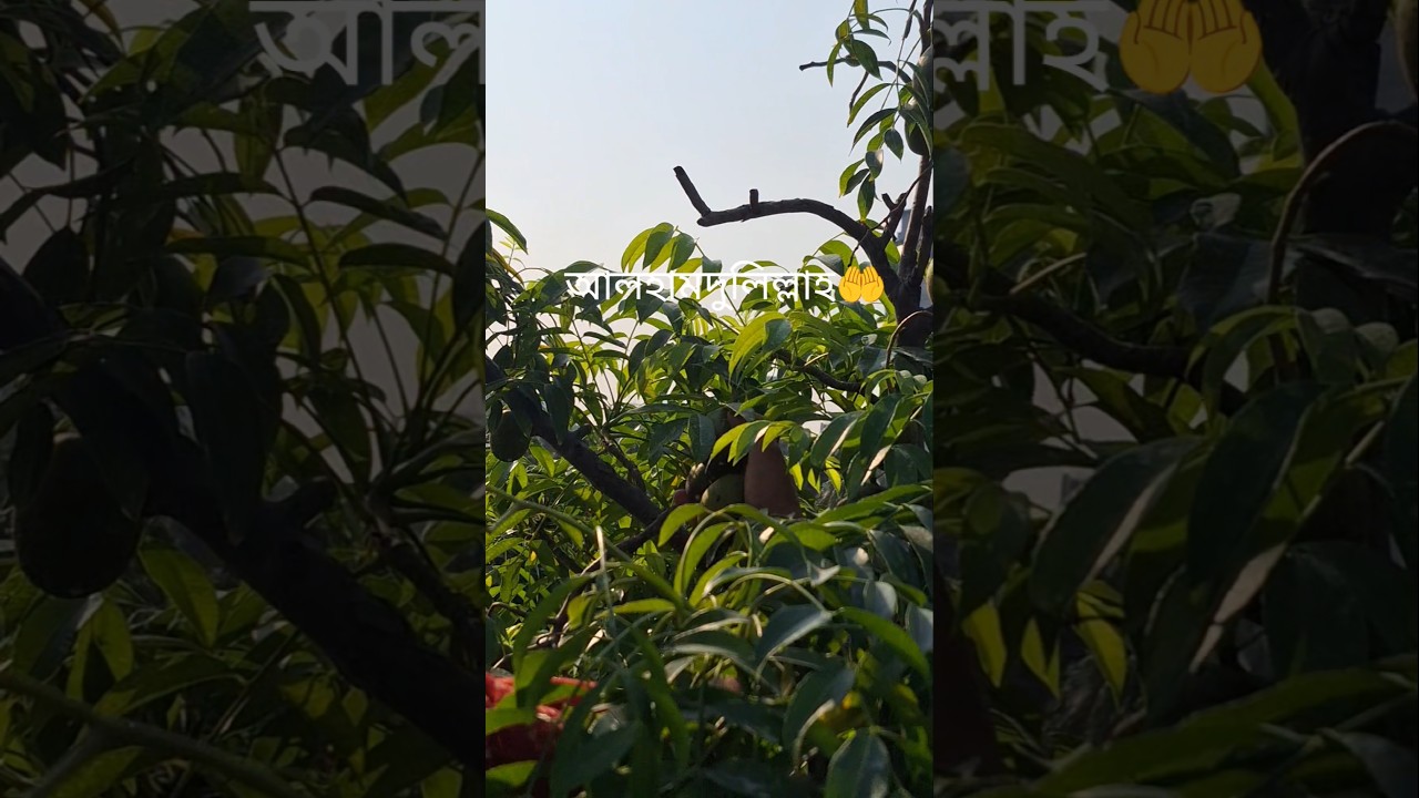 মাশাল্লাহ আলহামদুলিল্লাহ ❤️৷ #ছাদবাগান #rooftop #amra #fruit