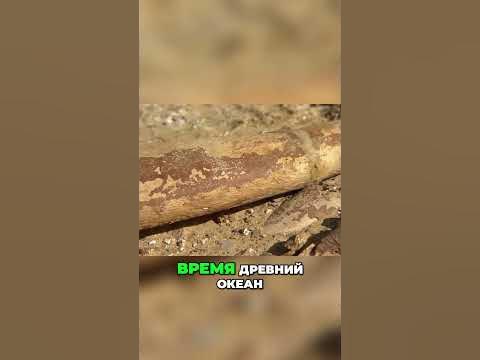 Кембрийский взрыв: ключевой момент в истории жизни Земли - YouTube
